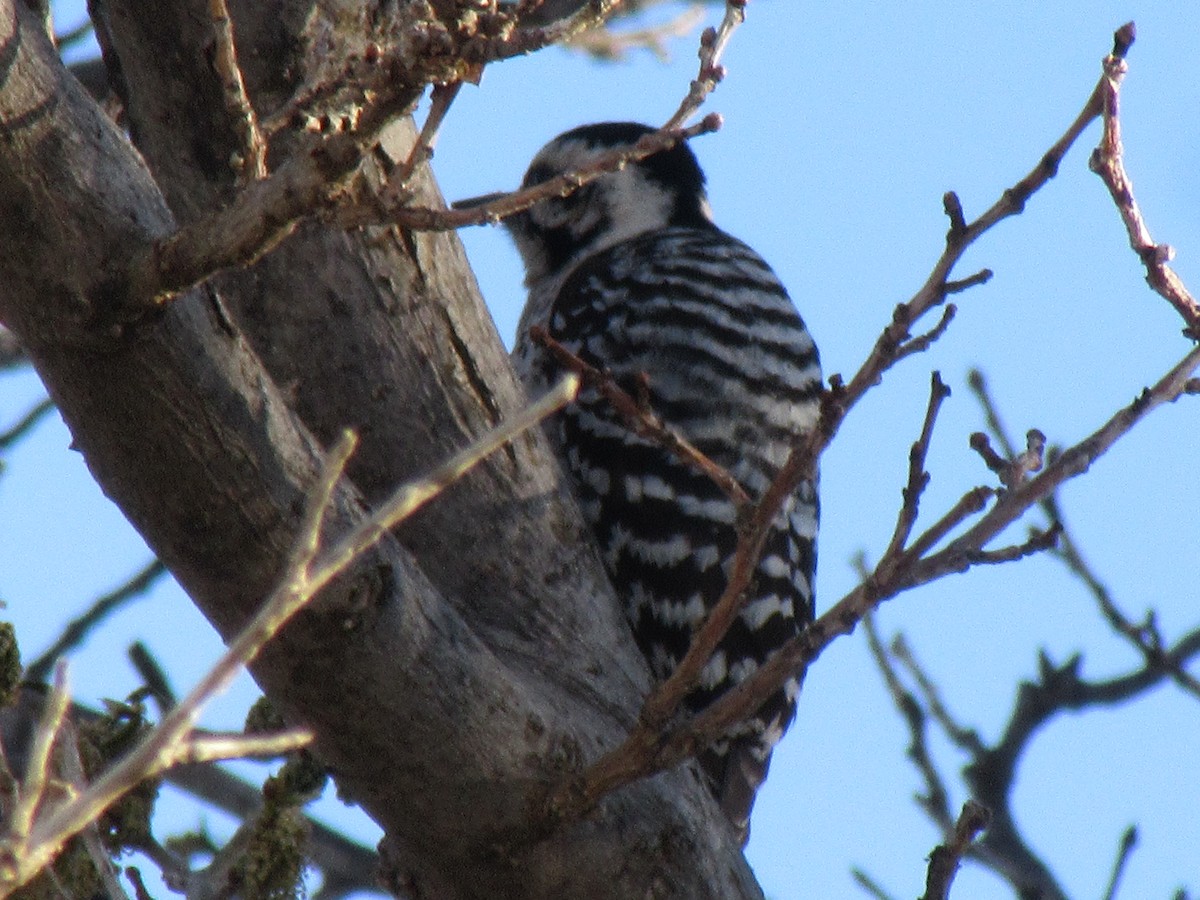 Ladder-backed Woodpecker - ML637843980