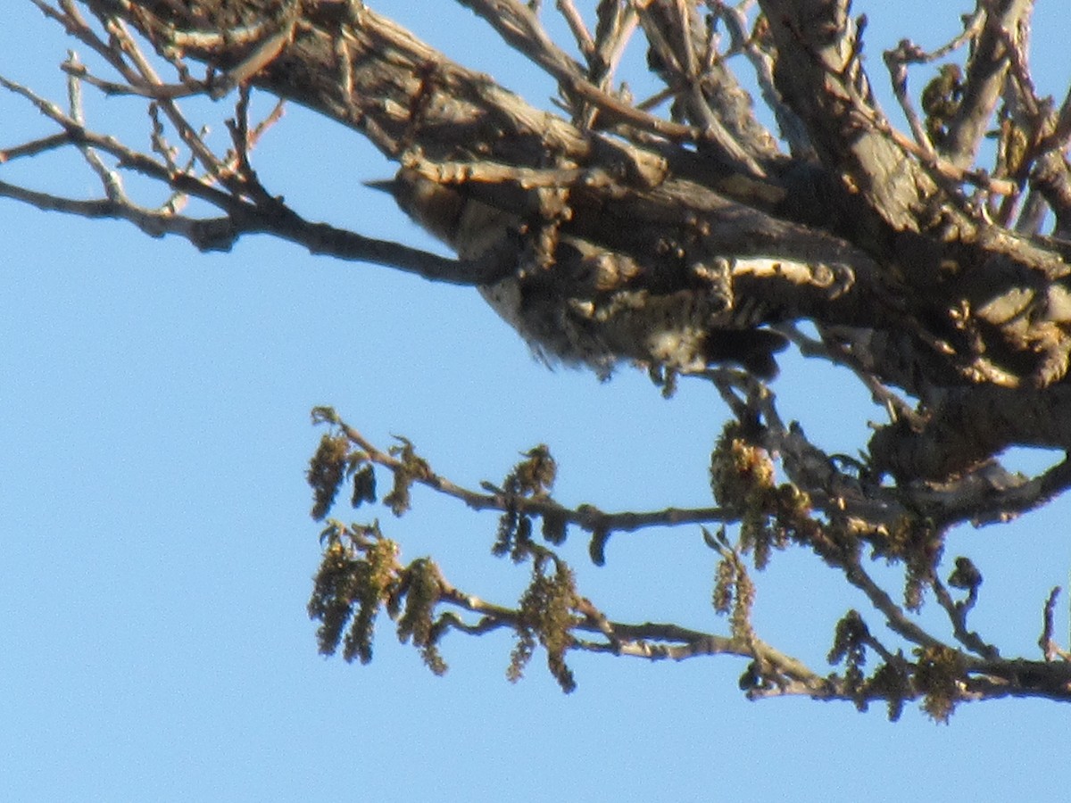 Ladder-backed Woodpecker - ML637843981