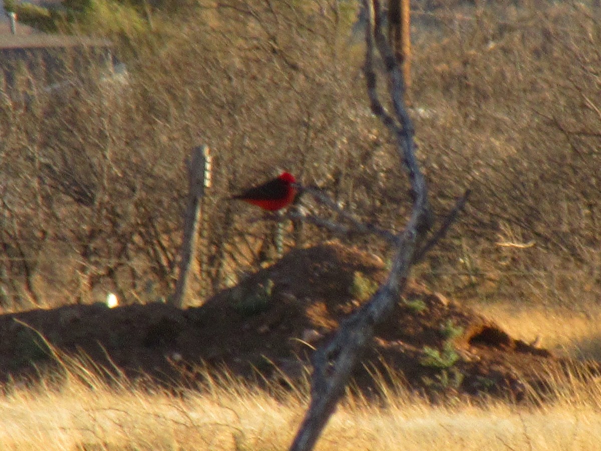 Vermilion Flycatcher - ML637843984