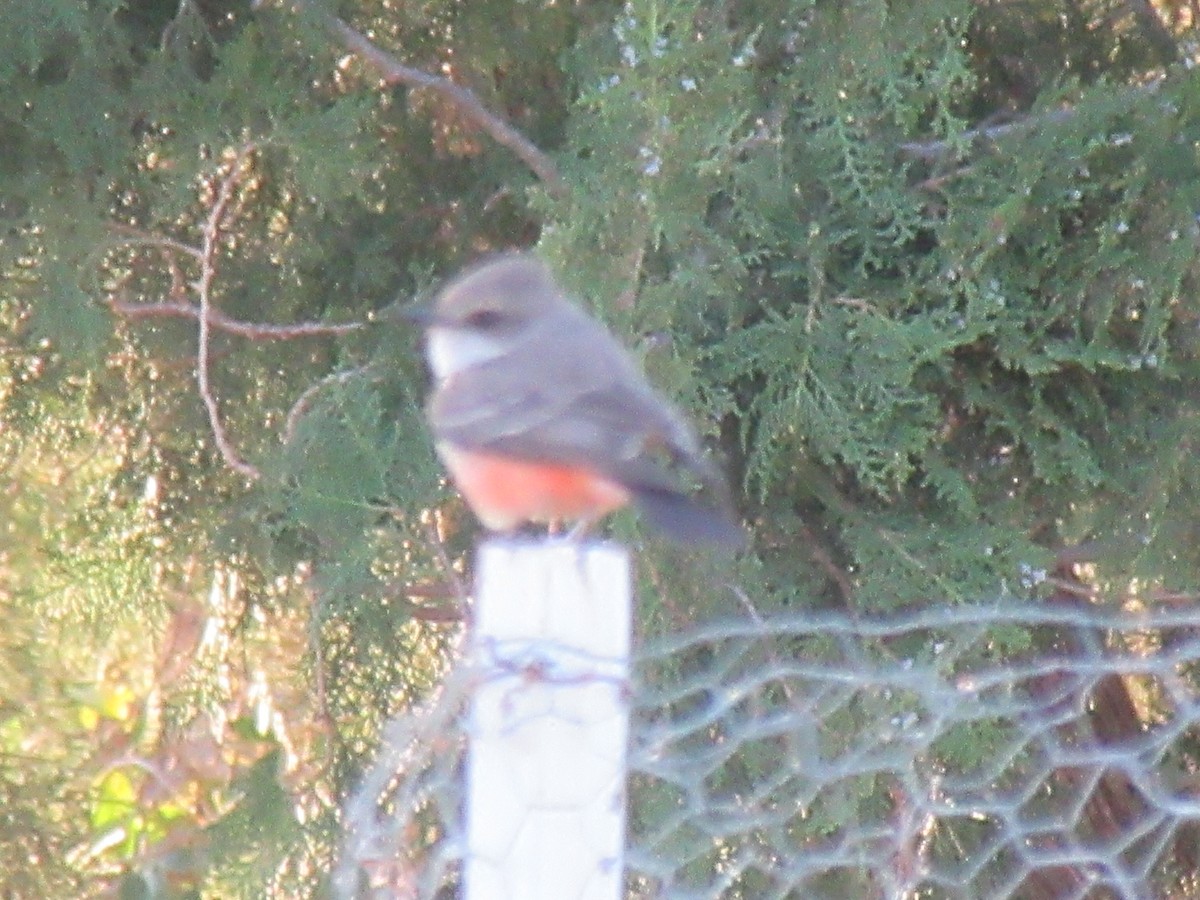 Vermilion Flycatcher - ML637843988