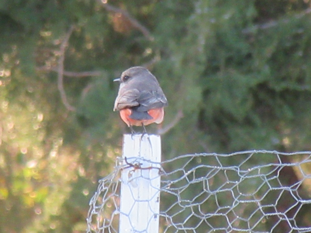 Vermilion Flycatcher - ML637843989