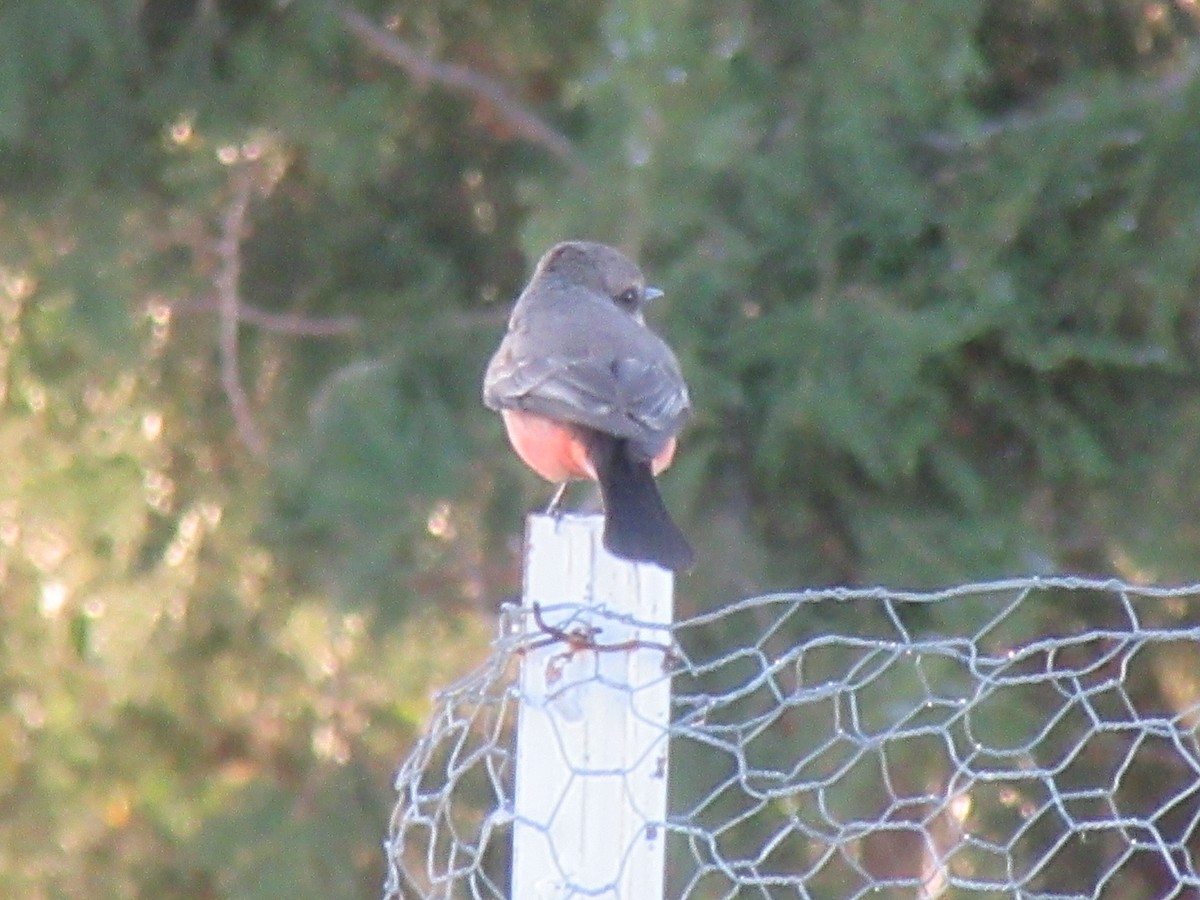 Vermilion Flycatcher - ML637843990