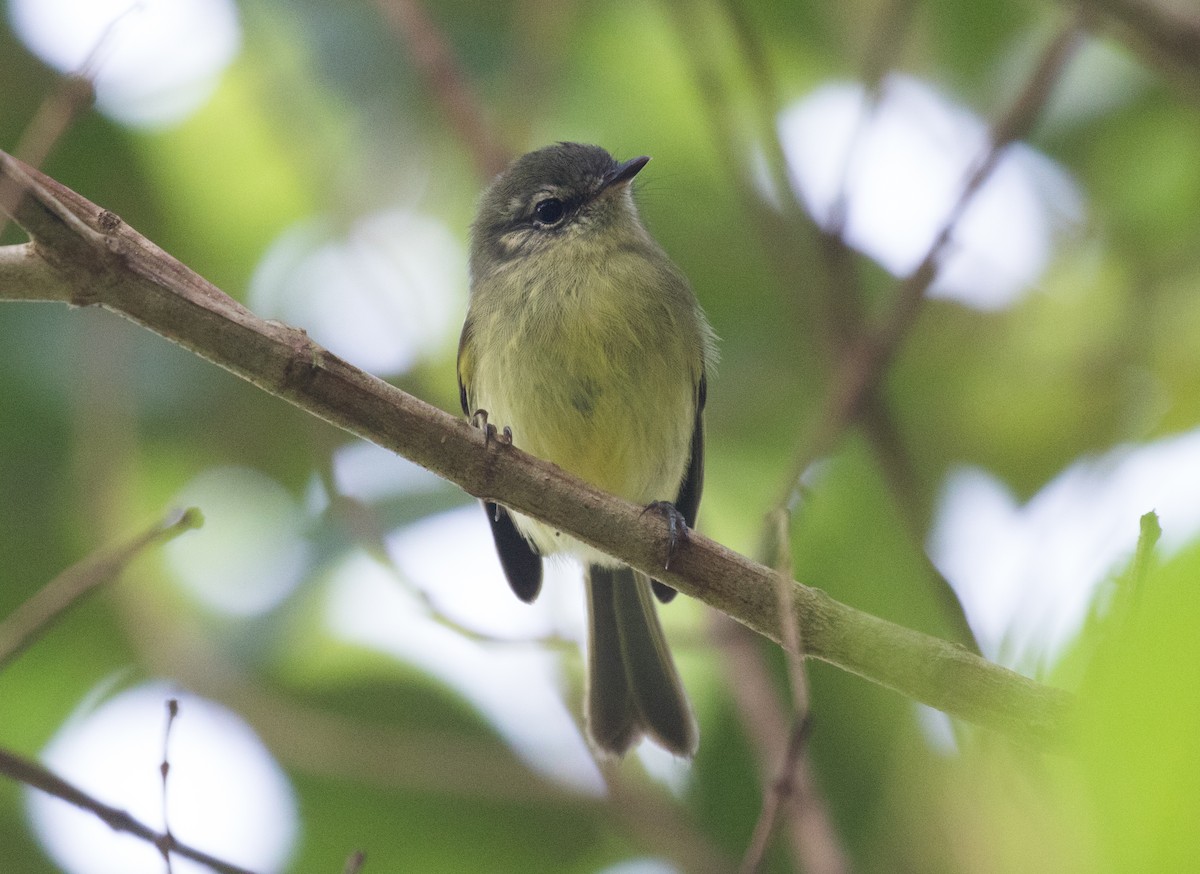 Mottle-cheeked Tyrannulet - ML637843991