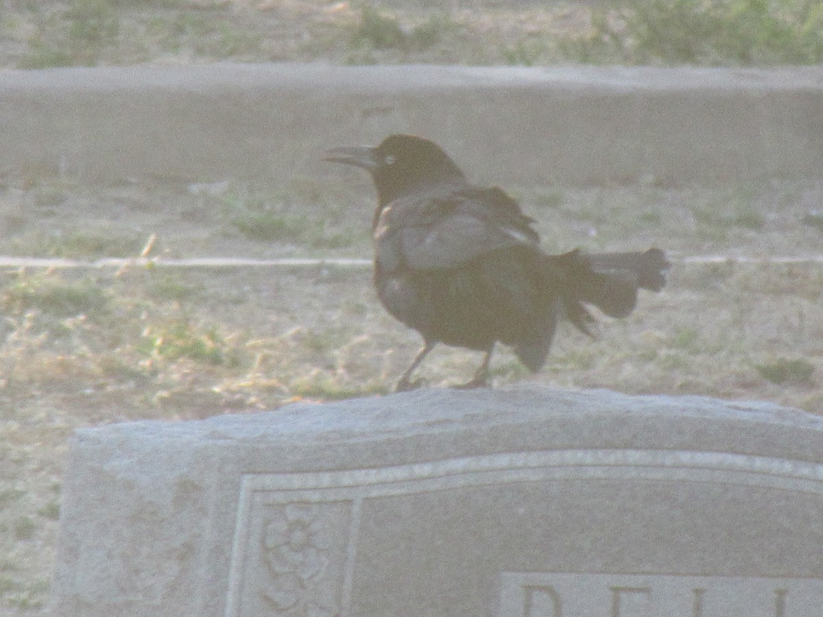 Great-tailed Grackle - ML637844004