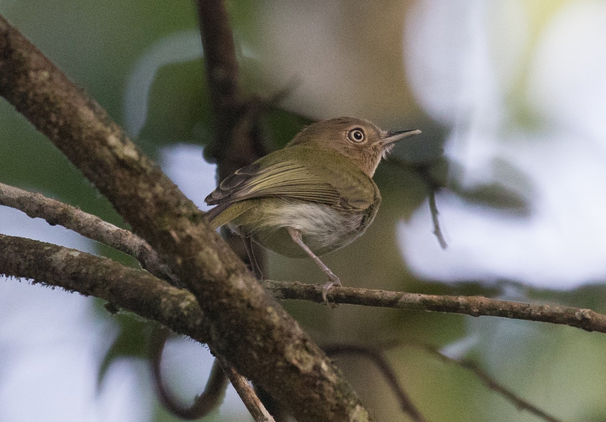 Buff-throated Tody-Tyrant - ML637844014