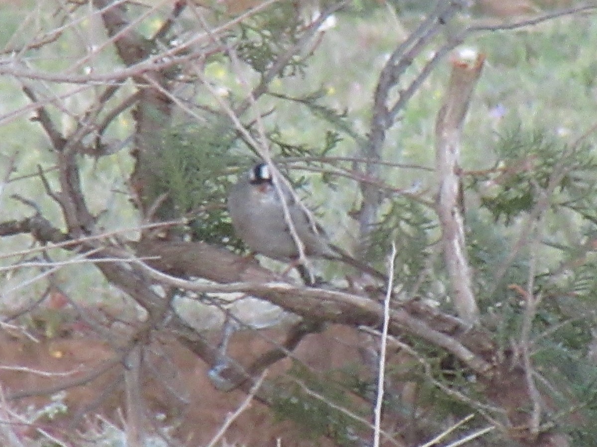 White-crowned Sparrow - ML637844015