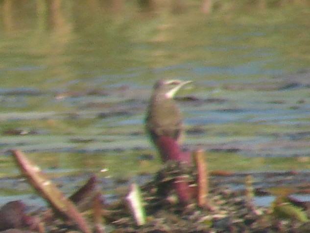 Cape Wagtail - ML637844018