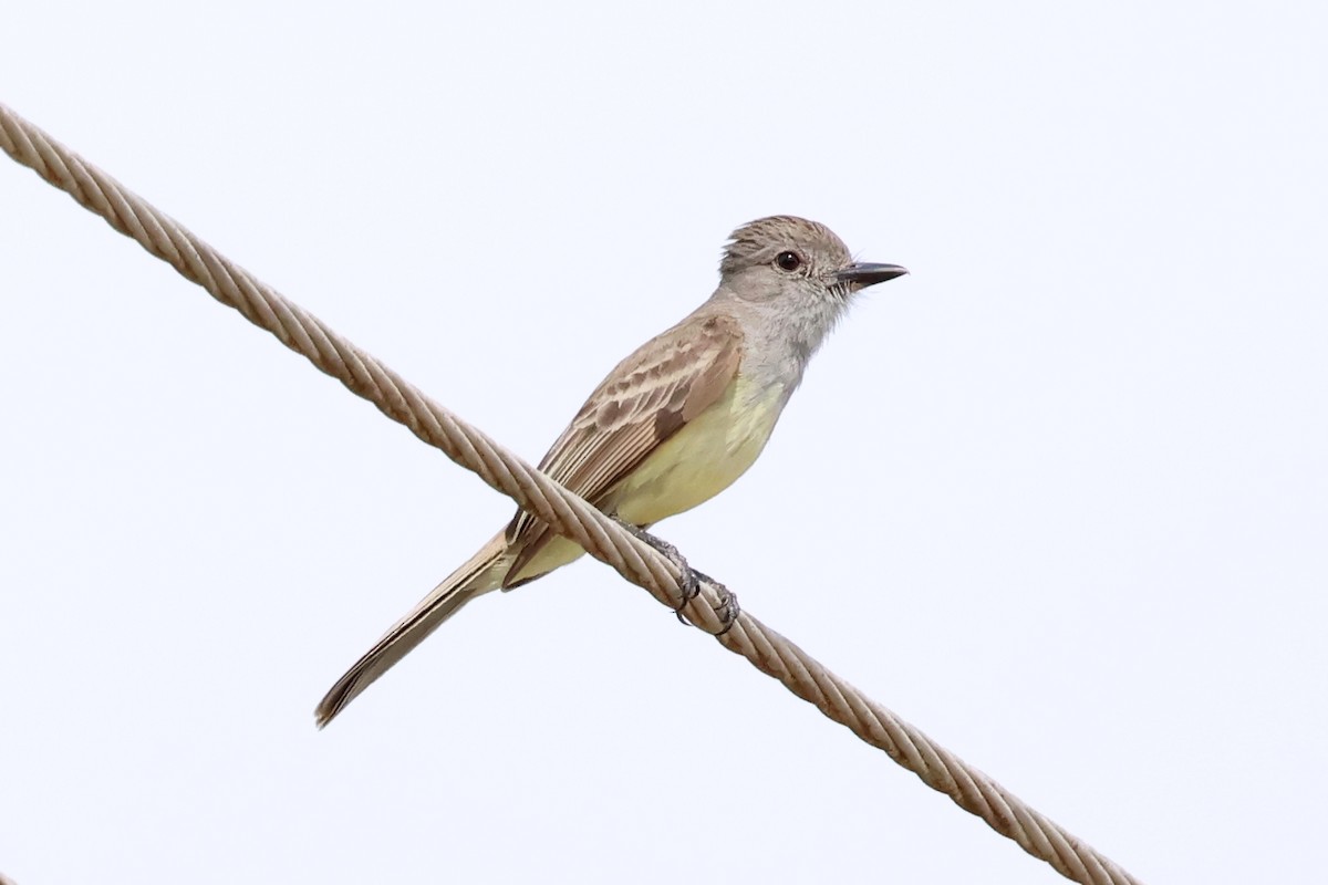 Panama Flycatcher - ML637844047