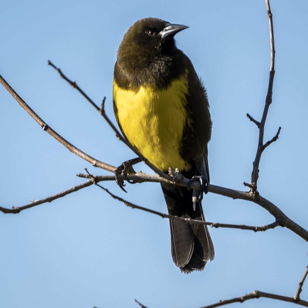Brown-and-yellow Marshbird - ML637844083