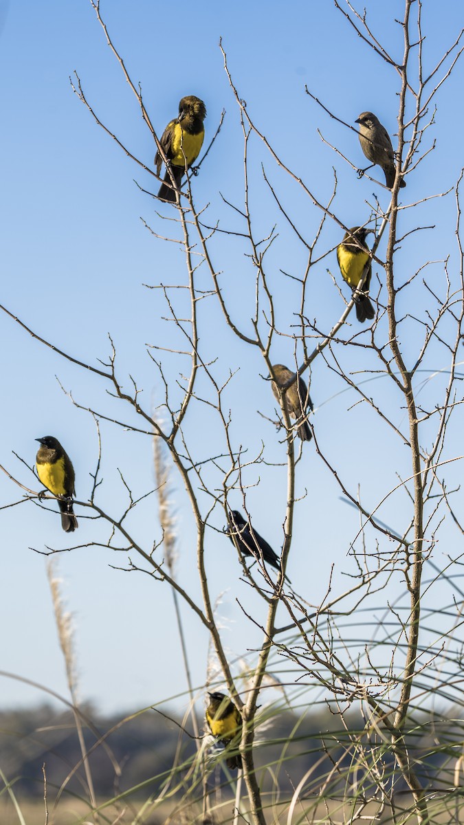 Brown-and-yellow Marshbird - ML637844084