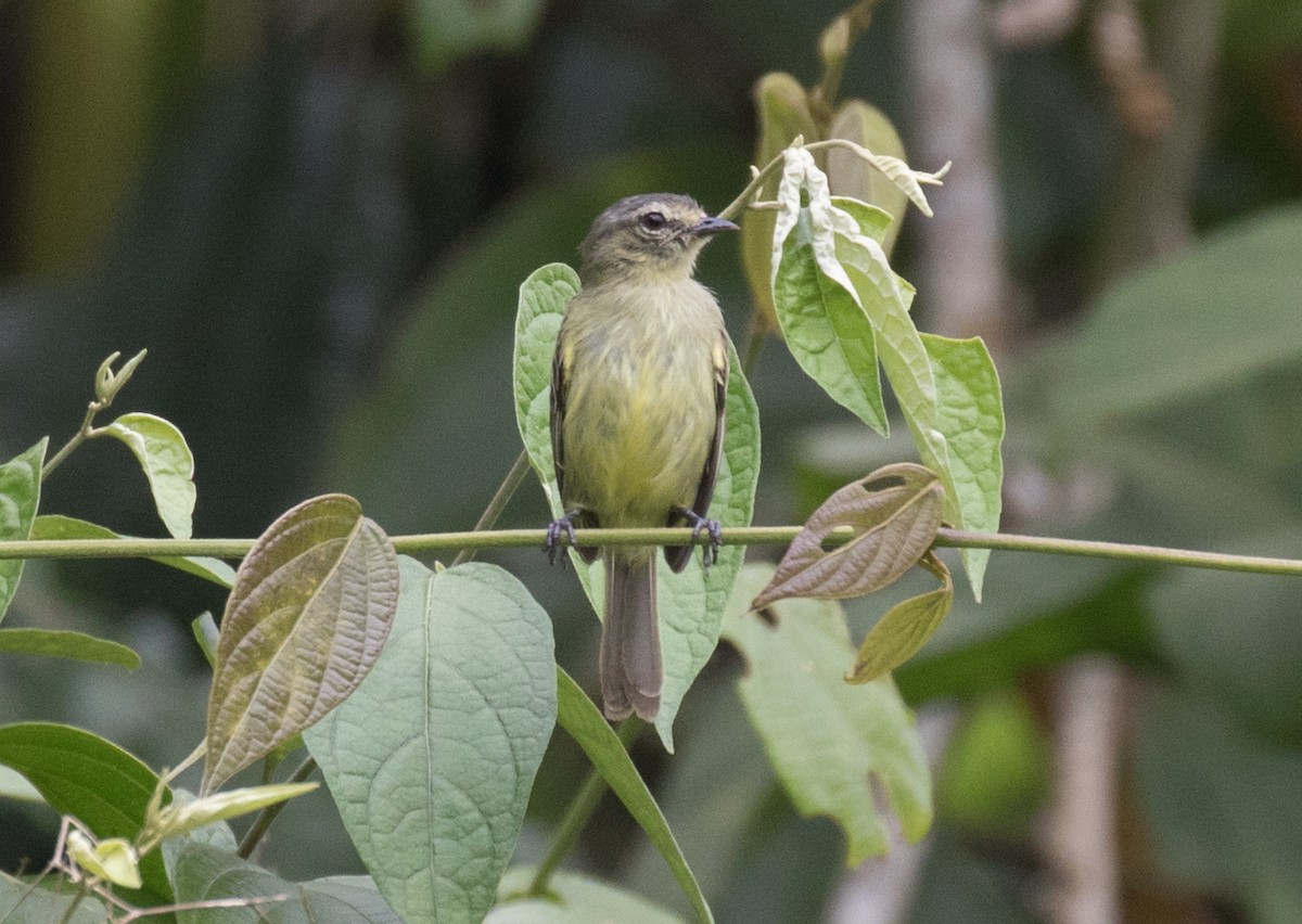 Peruvian Tyrannulet - ML637844126