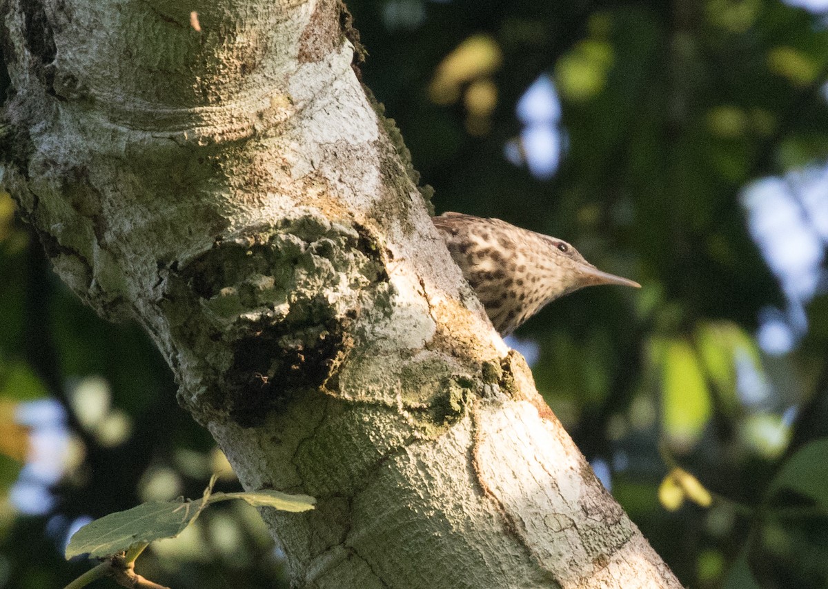 Thrush-like Wren - ML637844139