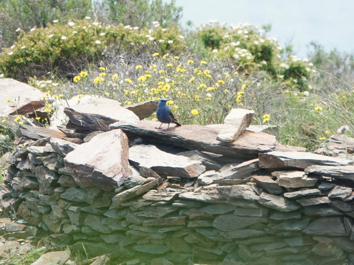 Blue Rock-Thrush - ML637844149
