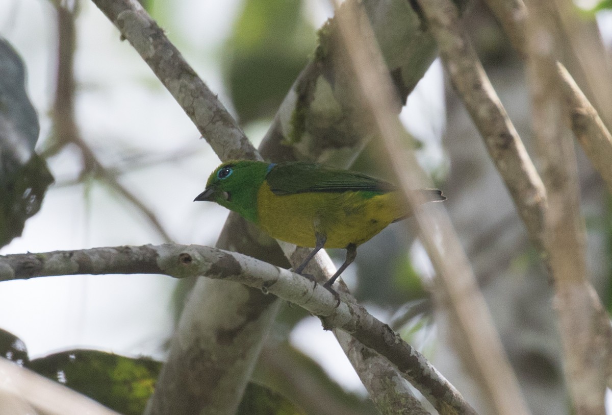 Blue-naped Chlorophonia - ML637844150