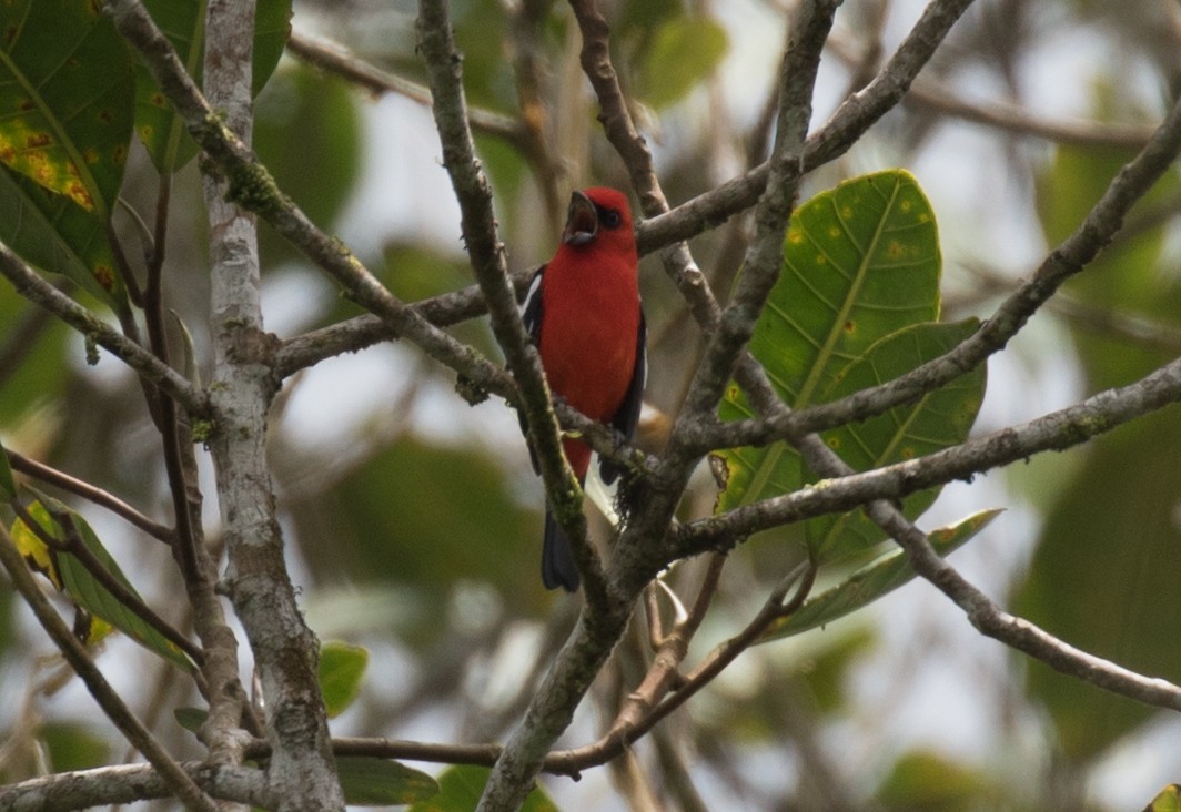 White-winged Tanager - ML637844153