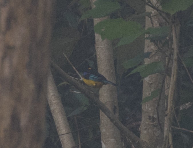 Blauflügel-Bergtangare - ML637844159