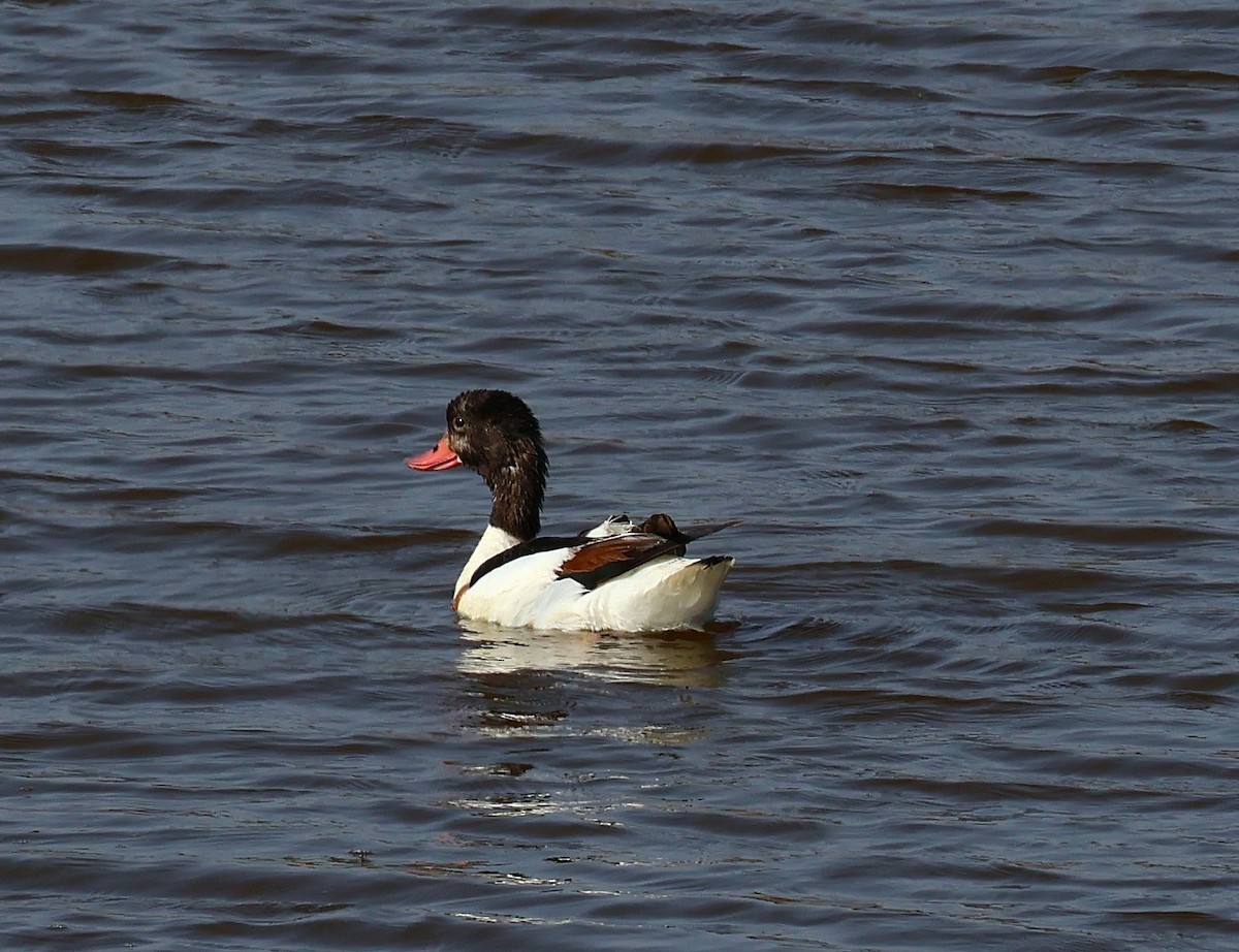 Common Shelduck - ML637844182