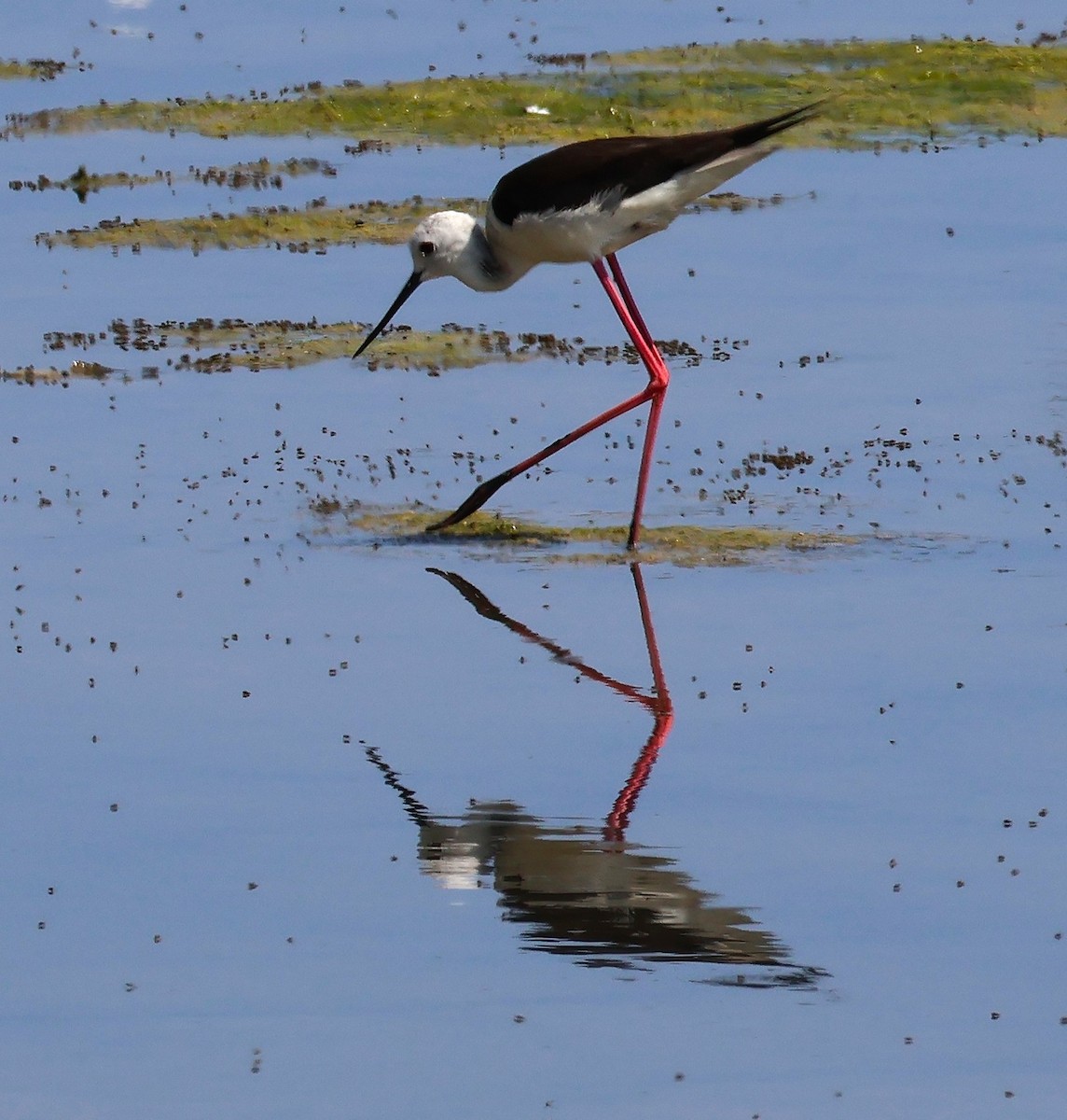 Black-winged Stilt - ML637844192