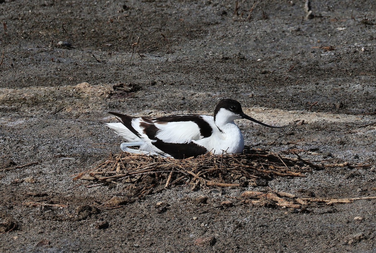 Pied Avocet - ML637844210