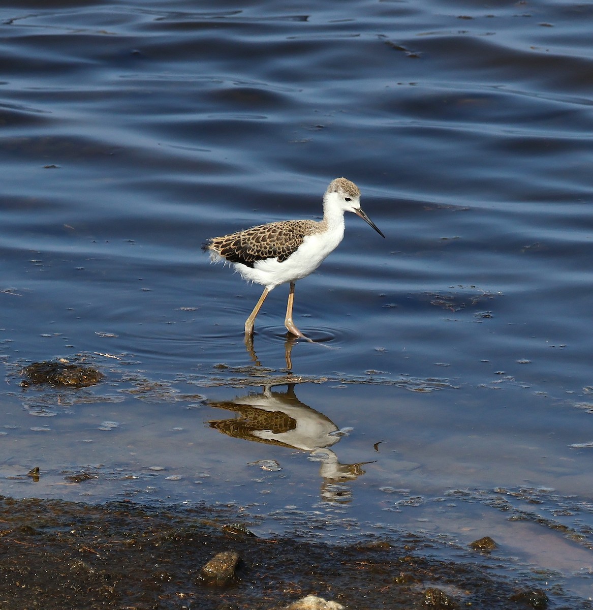Pied Avocet - ML637844218