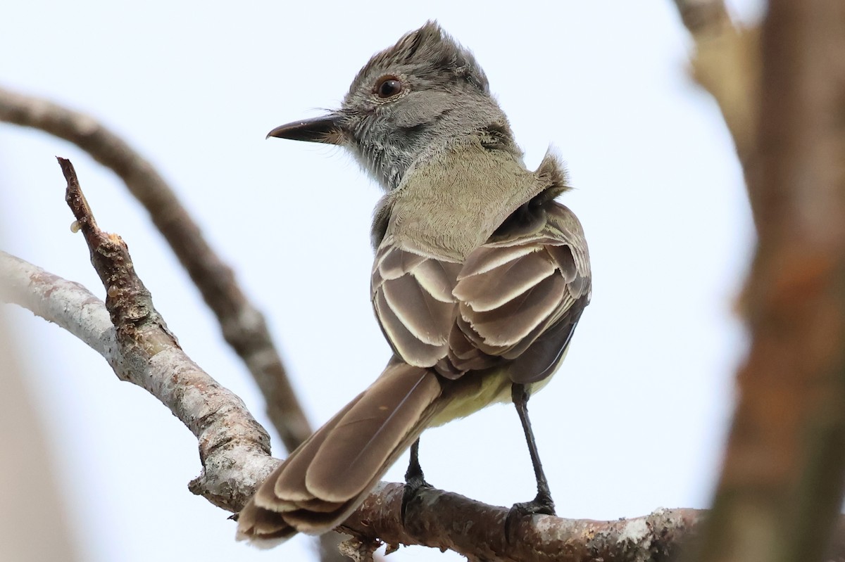 Panama Flycatcher - ML637844219