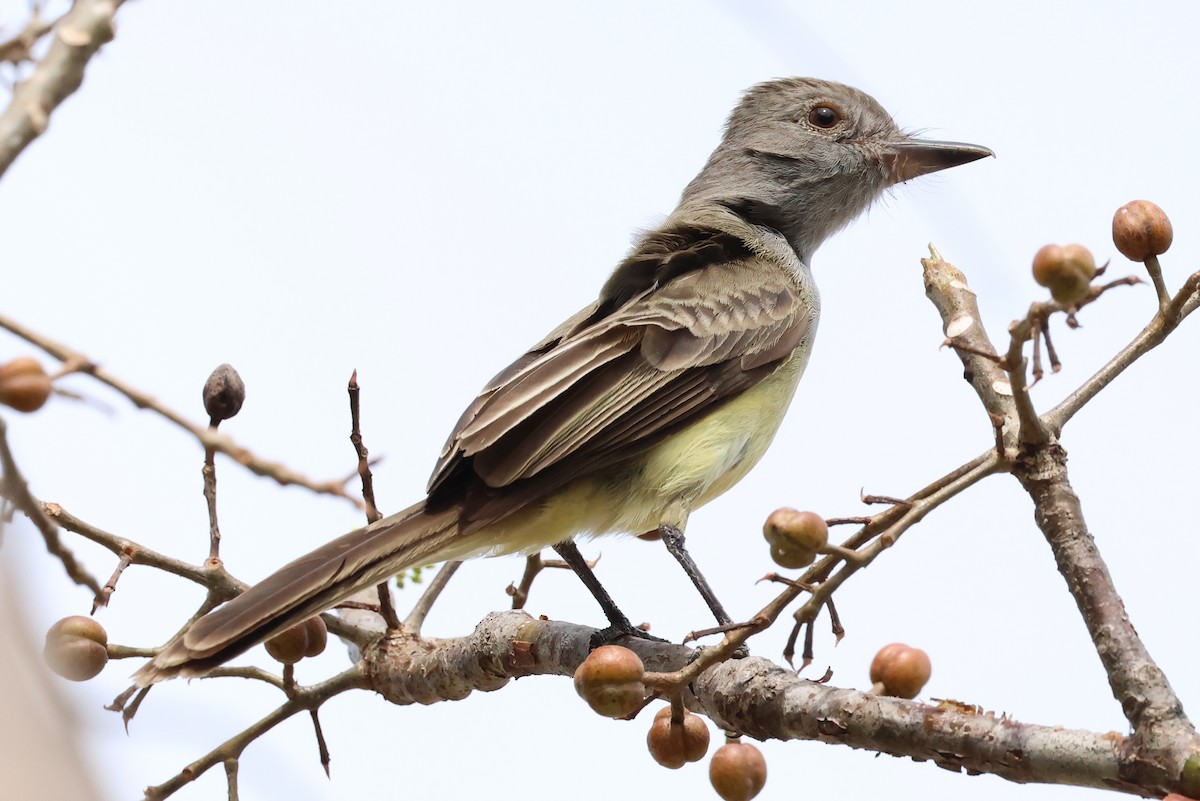 Panama Flycatcher - ML637844231