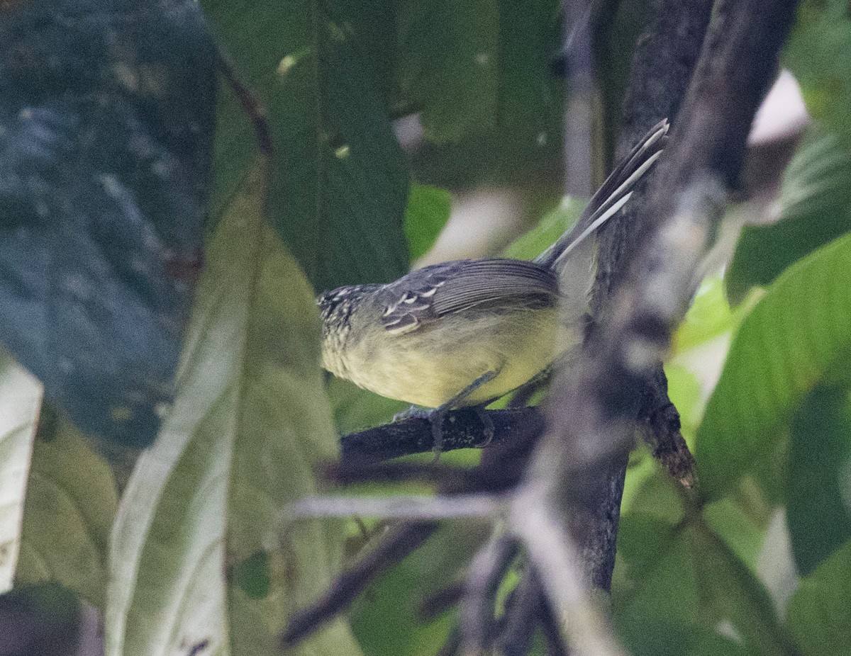 Yellow-breasted Antwren - ML637844232