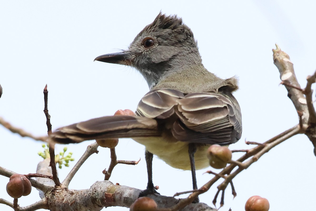 Panama Flycatcher - ML637844233