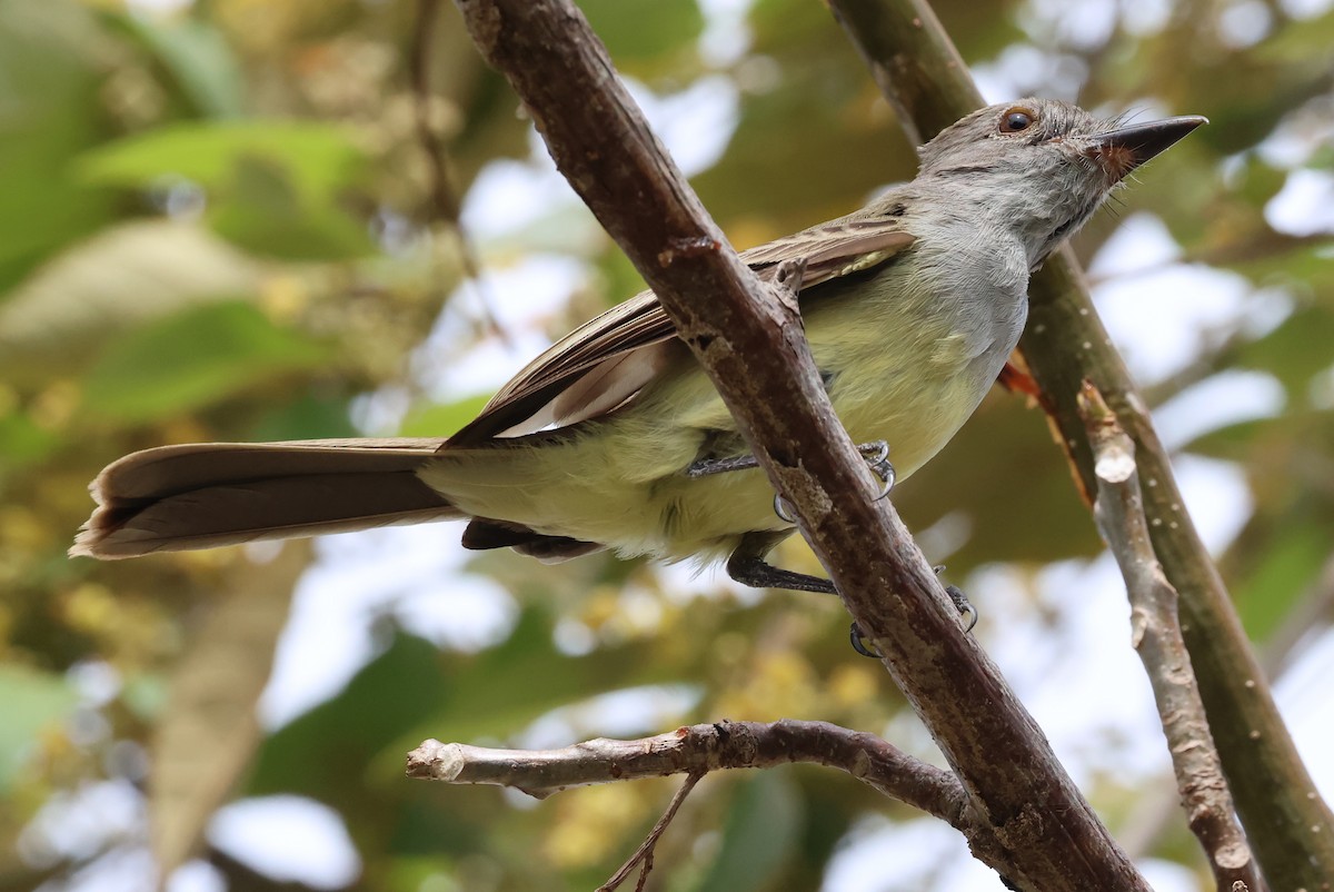Panama Flycatcher - ML637844236
