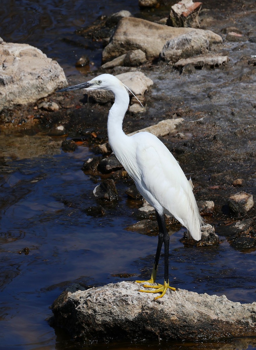 Little Egret - ML637844238