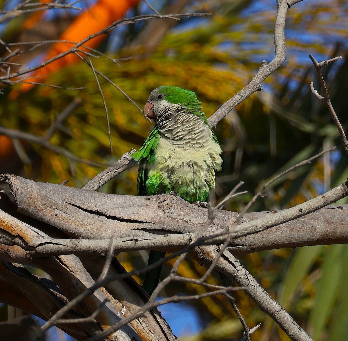 Monk Parakeet - ML637844245
