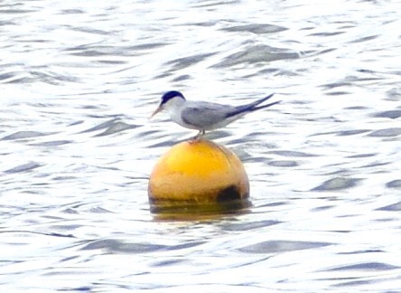 Least Tern - ML637844276