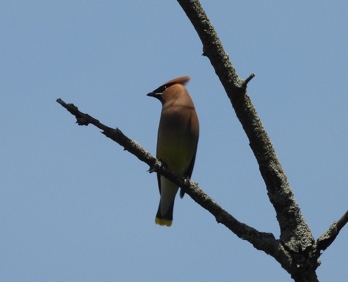 Cedar Waxwing - ML637844328