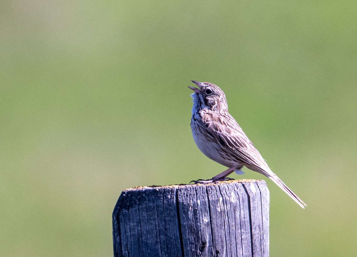 Vesper Sparrow - ML637844330