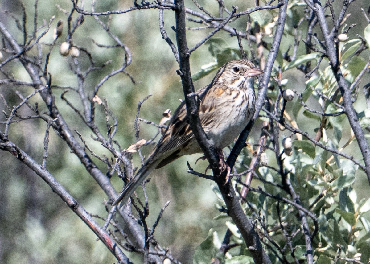 Vesper Sparrow - ML637844333