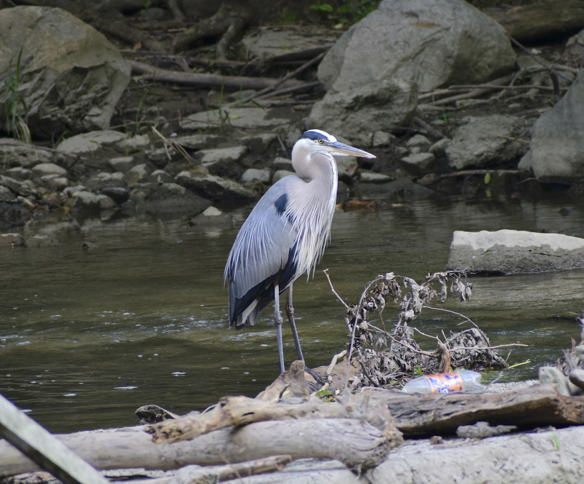 Great Blue Heron (Great Blue) - ML637844335