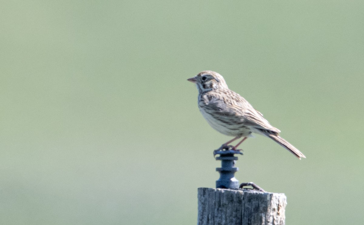 Vesper Sparrow - ML637844337