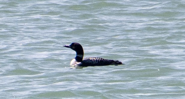 Common Loon - ML637844390