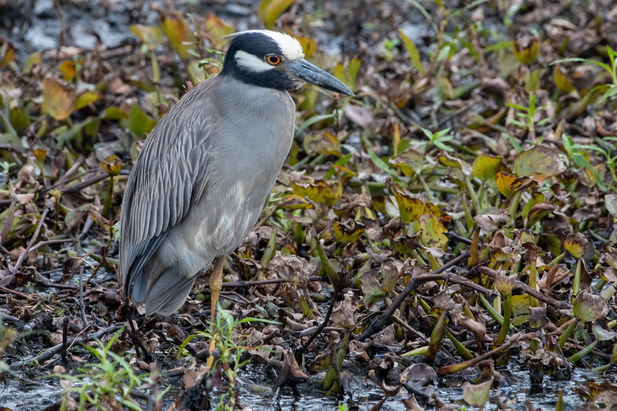 Yellow-crowned Night Heron - ML637844394