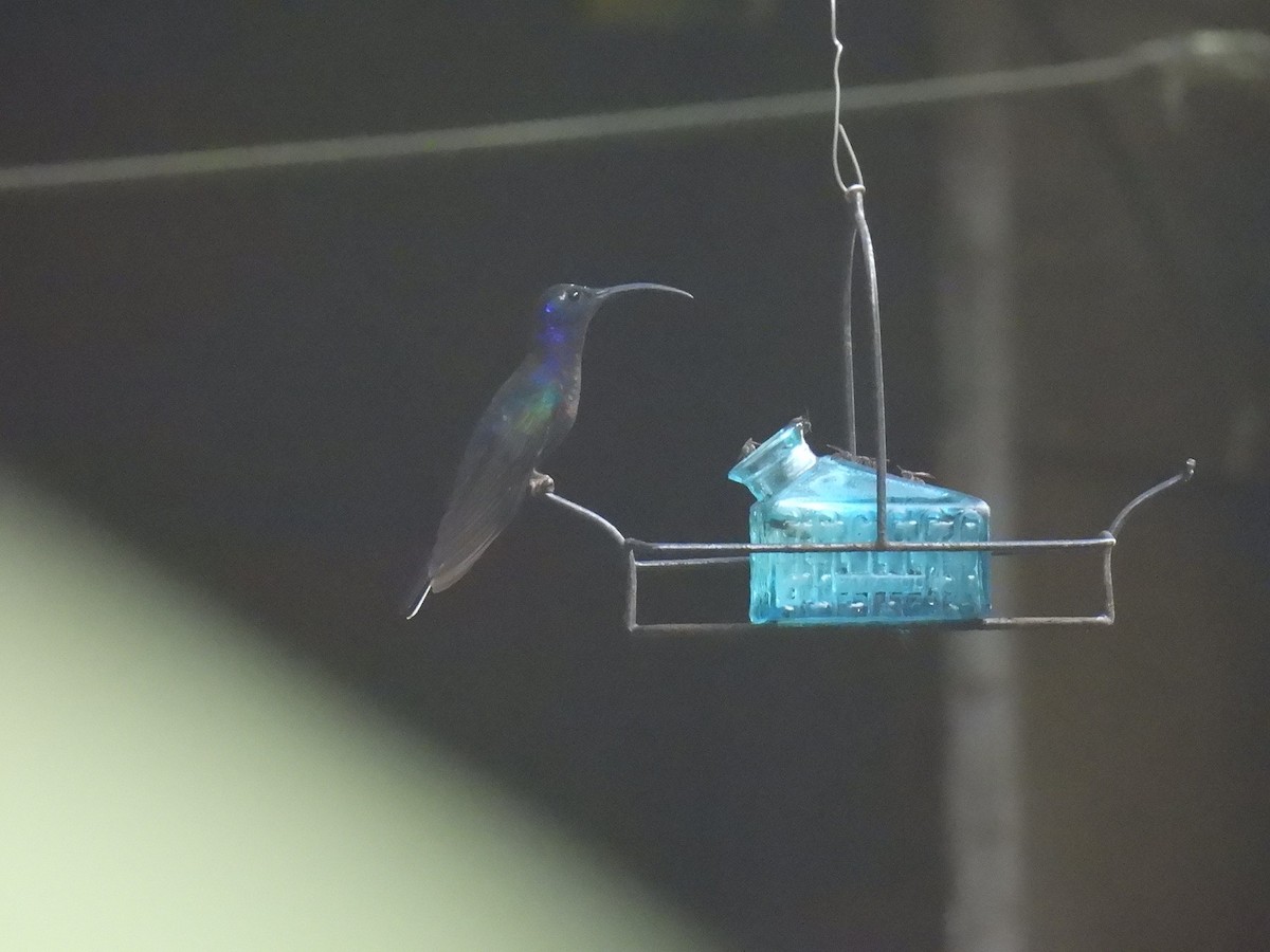 Violet Sabrewing - ML637844703