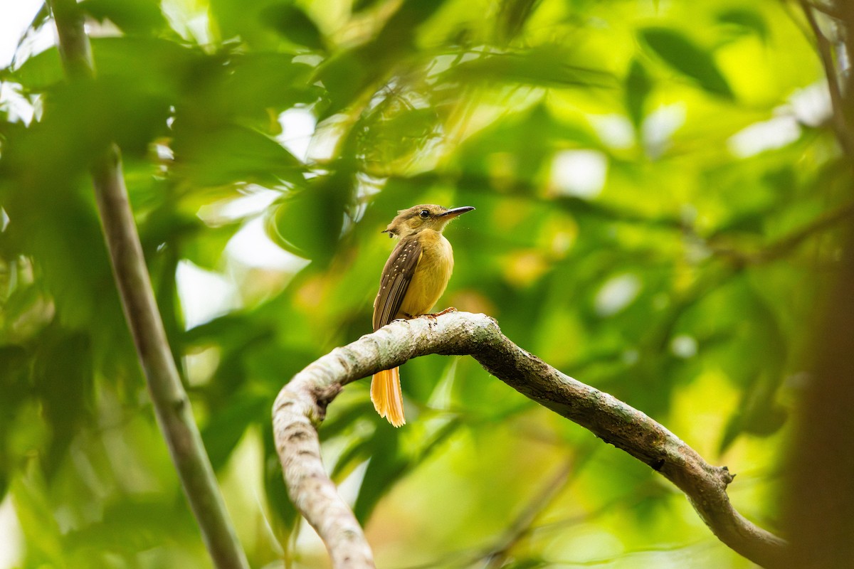 Tropical Royal Flycatcher - ML637844741