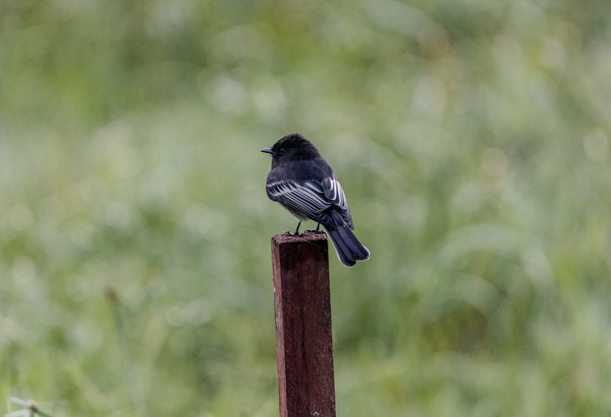 Black Phoebe - ML637844742