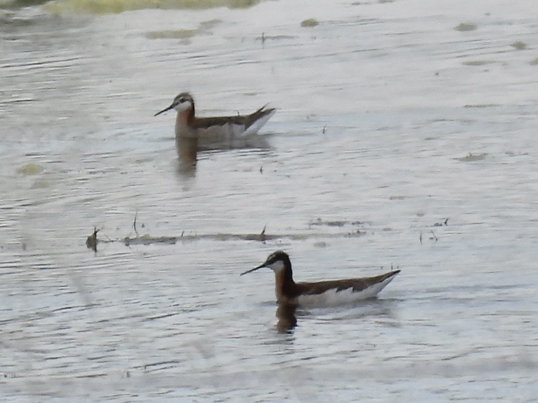 Wilson's Phalarope - ML637844757