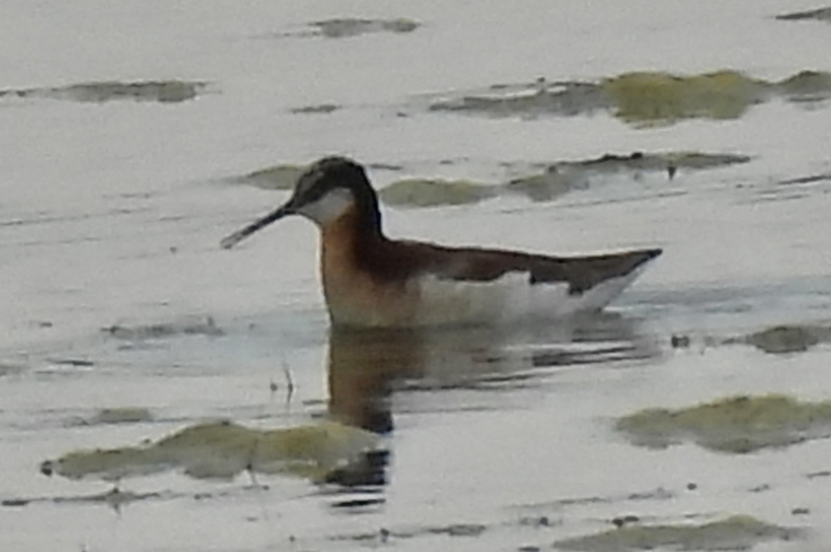 Wilson's Phalarope - ML637844758