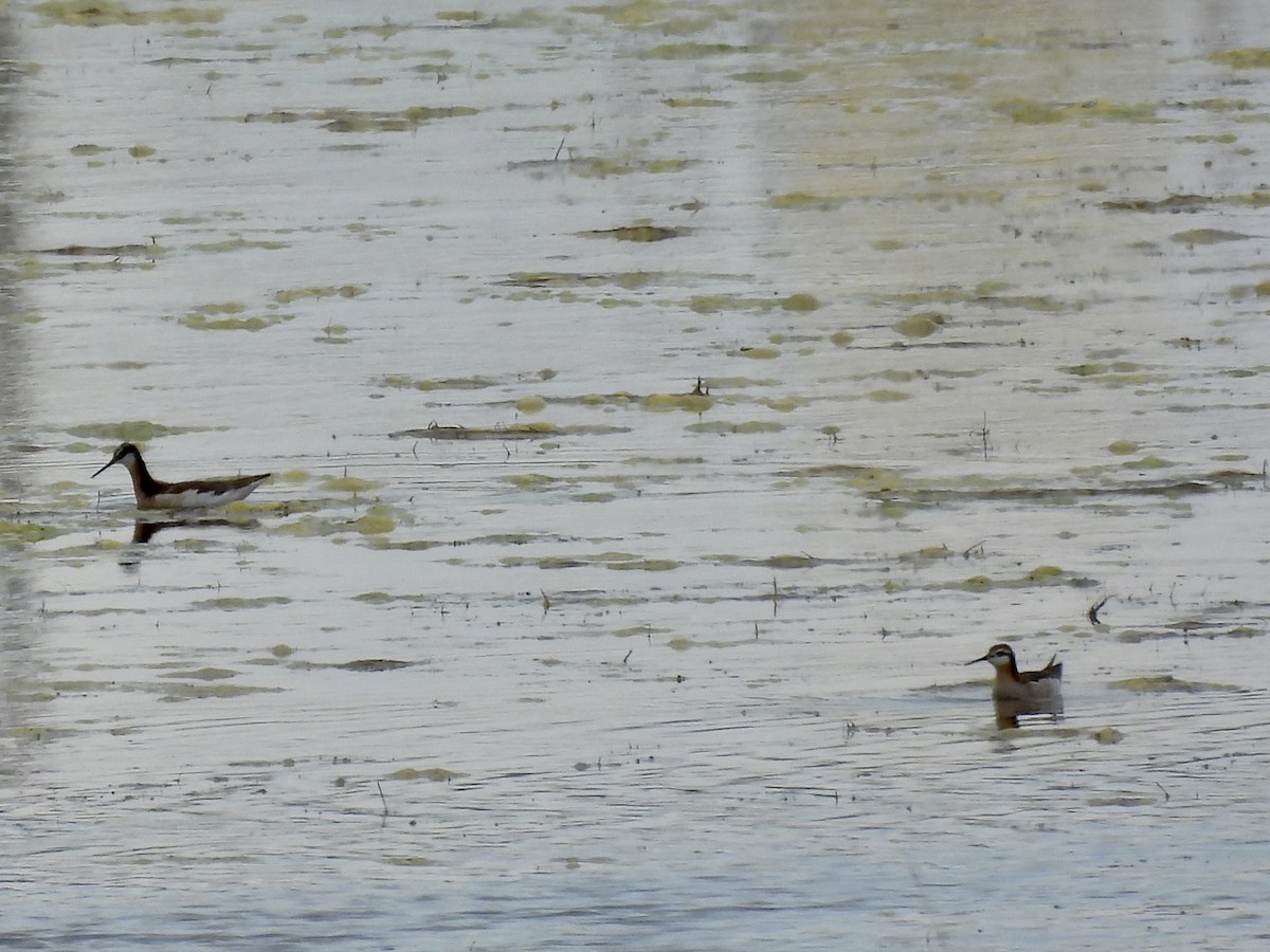 Wilson's Phalarope - ML637844759