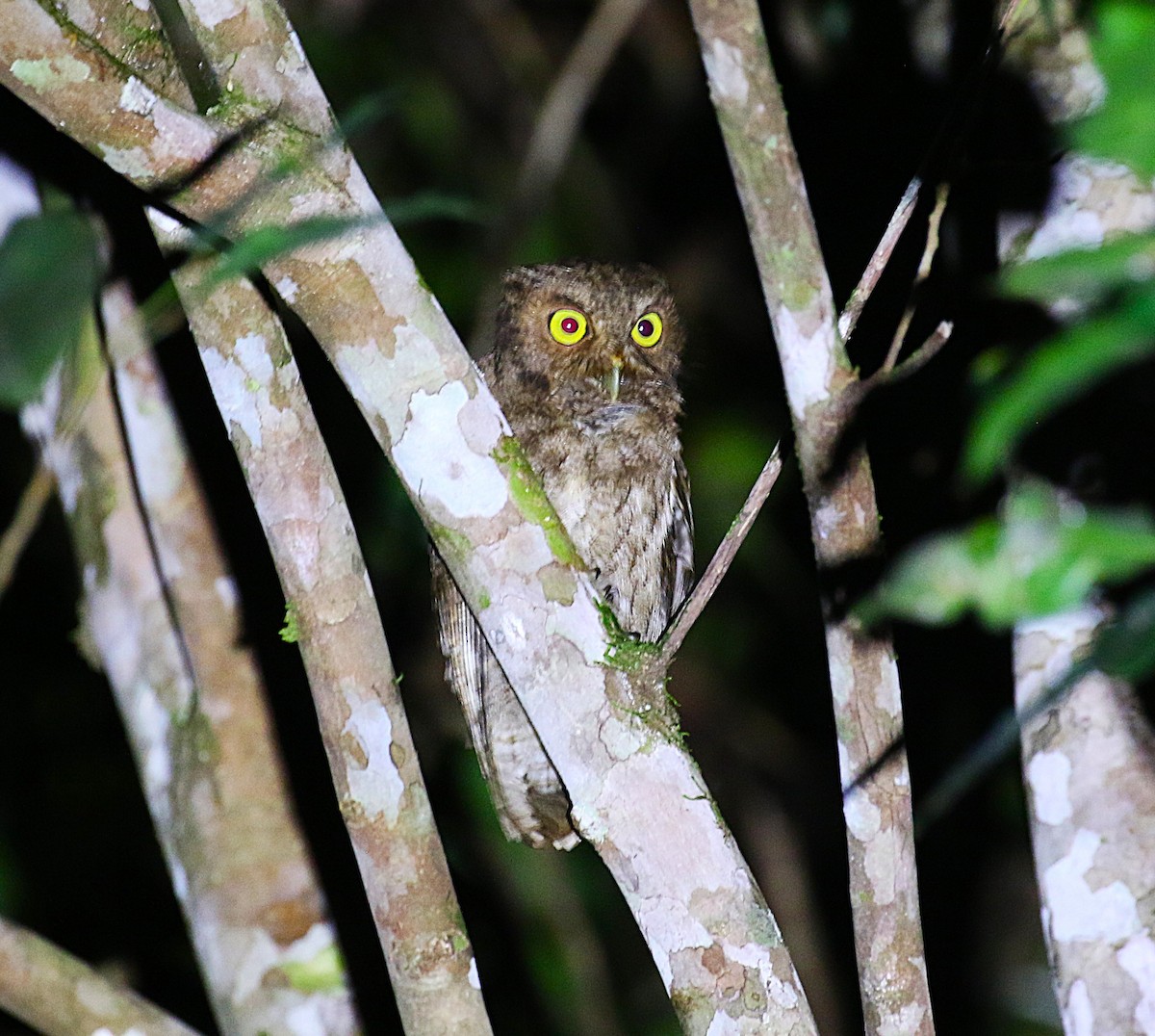Middle American Screech-Owl - ML637844775