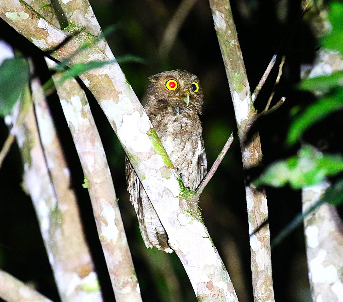 Middle American Screech-Owl - ML637844776