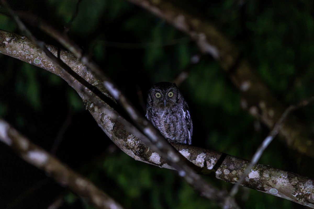 Middle American Screech-Owl - ML637844788