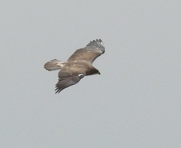Swainson's Hawk - ML637844811