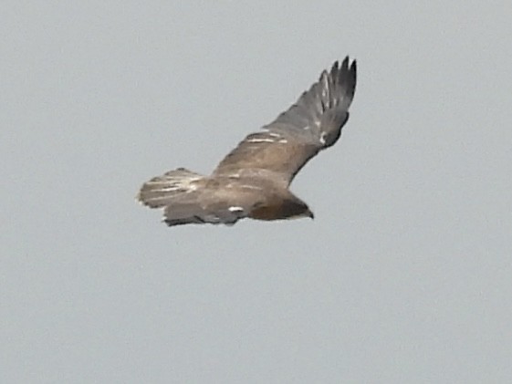 Swainson's Hawk - ML637844812